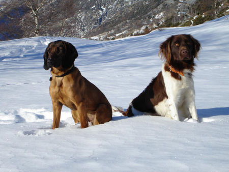 Bayerischer Gebirgsschweisshund Asira u. Kisho