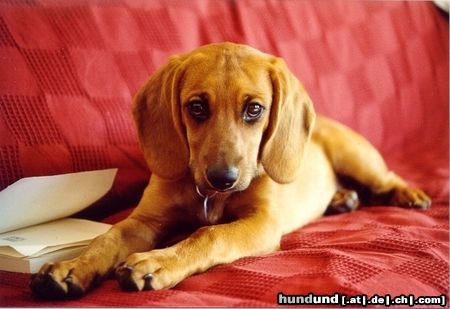 Bayerischer Gebirgsschweisshund Hab mir's grad mit 'nem Buch so richtig schön auf Herrchens Couch gemütlich gemacht! 