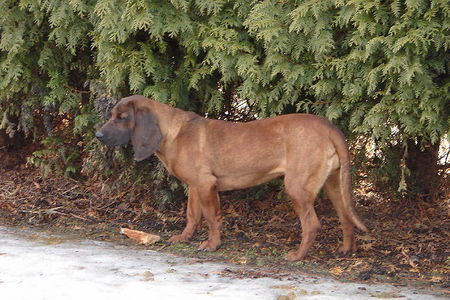 Bayerischer Gebirgsschweisshund