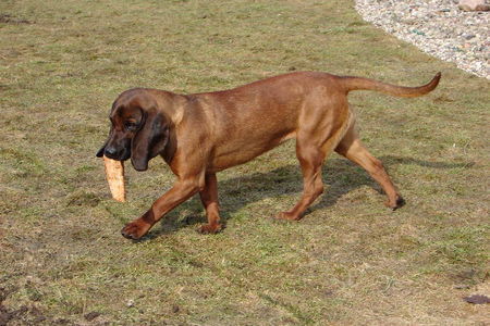 Bayerischer Gebirgsschweisshund