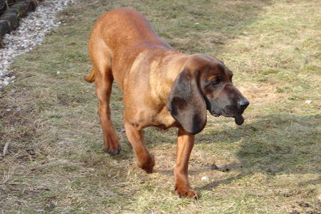 Bayerischer Gebirgsschweisshund