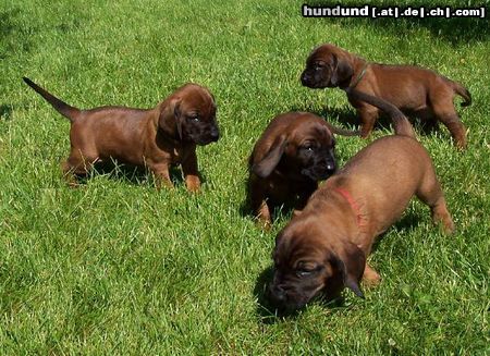 Bayerischer Gebirgsschweisshund