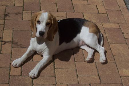 Beagle ''Anny of May Woods from Crane Field''