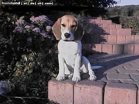 Beagle Lucy als 