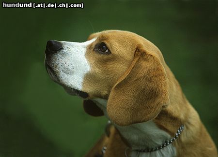 Beagle Sammy