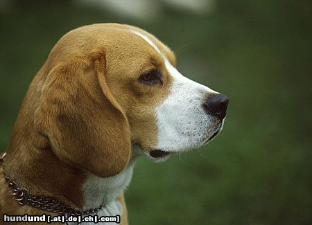 Beagle Sammy