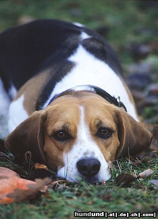 Beagle Beaglehündin Drixi