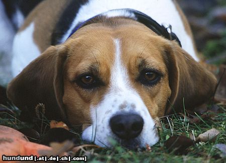 Beagle Beaglehündin Drixi