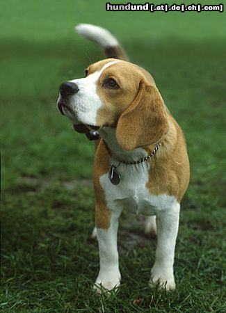 Beagle Sammy