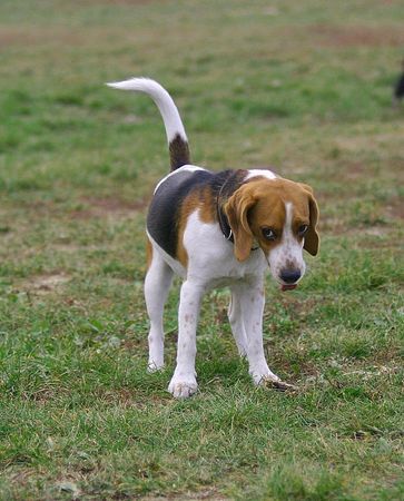 Beagle Ätsch 