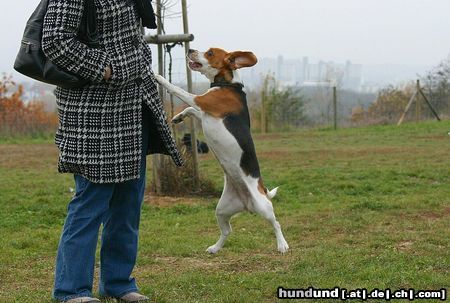 Beagle Stella will fliegen