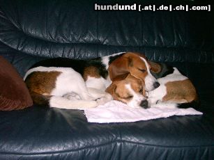 Beagle Bonnie und Teddy >Gemeinsam schlafen ist doch schön