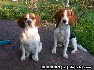 Beagle Bonnie und Teddy