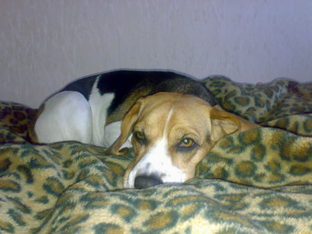 Beagle Lass mich doch in Ruhe