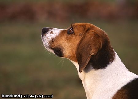 Beagle Beaglehündin Drixi