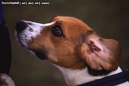 Beagle Beaglehündin Drixi hat ganz schnell herausgefunden, daß es auch in fremden Taschen Leckerlis gibt