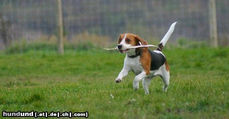 Beagle ich muss mein Stocki retten