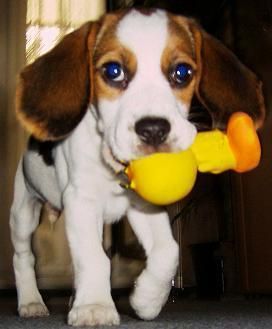 Beagle Barney 3 Monate alt