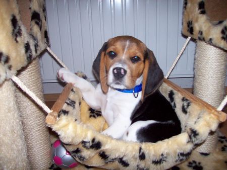 Beagle Barny im Katzenbaum