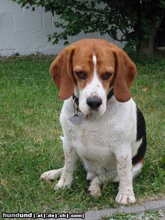 Beagle meine große liebe, BOBO......!!!!