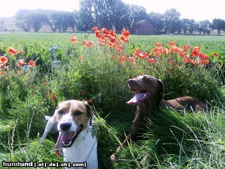 Beagle Sammy mit Freund arco (Weimaraner)      