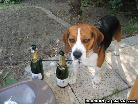 Beagle