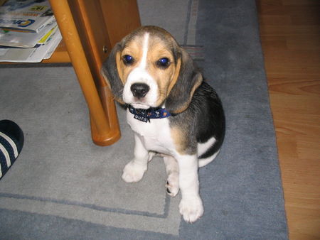 Beagle