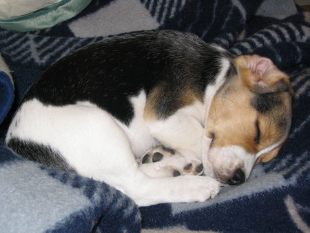 Beagle