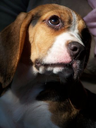 Beagle Nelly