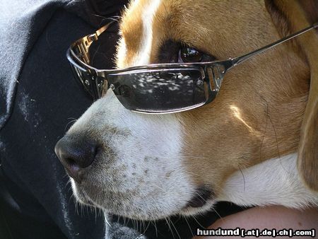 Beagle Cool Charly