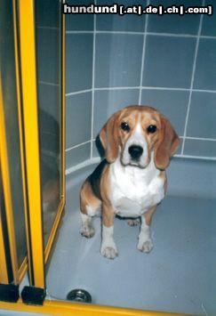 Beagle Under the shower.... :)