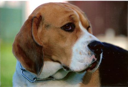 Beagle