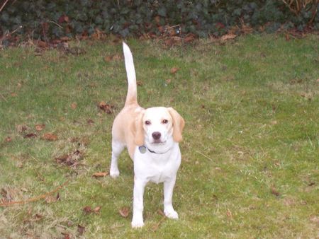 Beagle Bobby im Garten