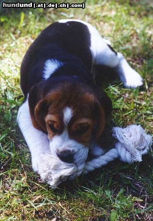 Beagle ... auch das kriege ich noch kaputt!