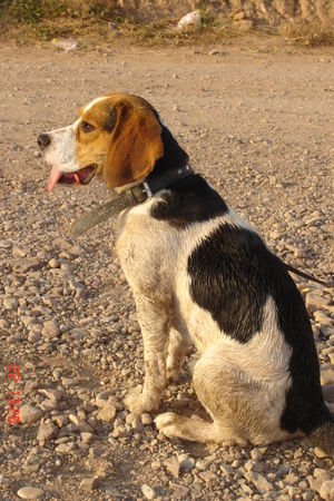 Beagle Ich bin ein kleiner Dreckspatz...