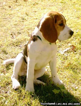 Beagle