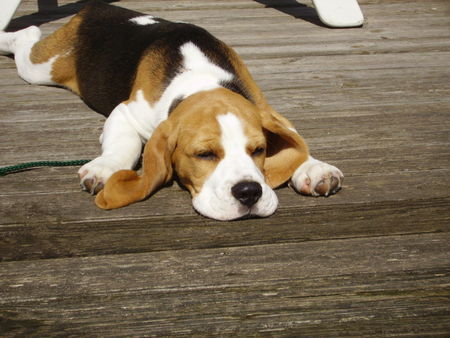 Beagle unser kleiner pelle..