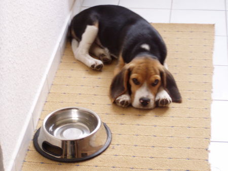 Beagle Benny ist satt