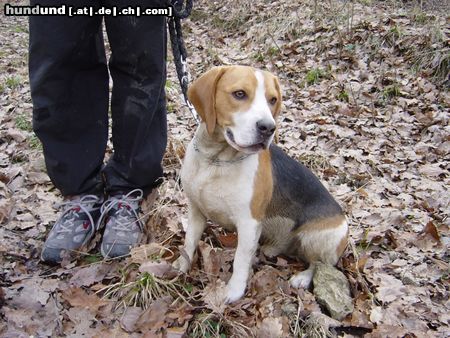 Beagle Leon nach der unautorisierten Jagd...