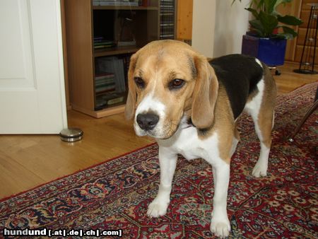 Beagle das is meine Nelly