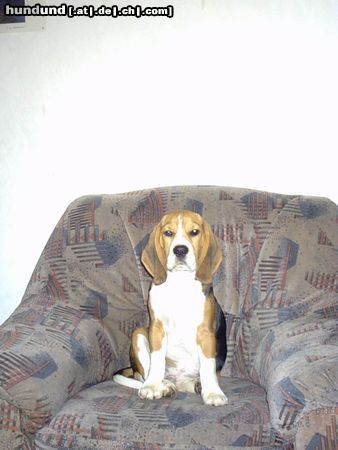 Beagle Mein Beagle Sammy (4 Monate)