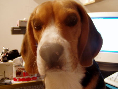 Beagle Smokie