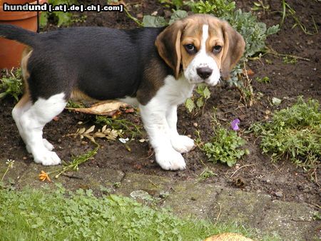 Beagle Alex erkundet den Garten