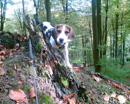 Beagle Kuckuck... (-: