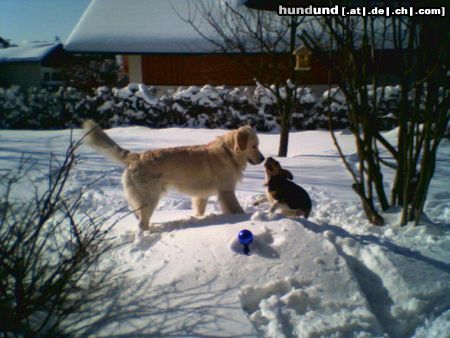 Beagle Tamira und Goldi 