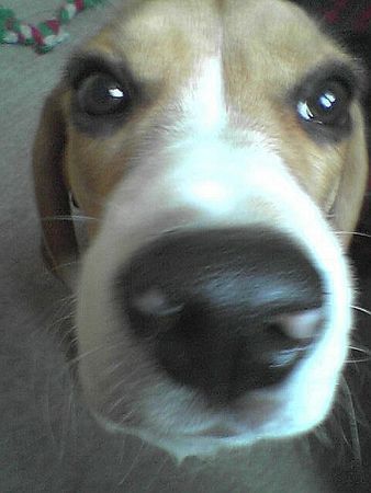 Beagle Benny 