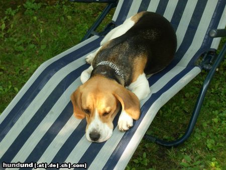 Beagle unsere Lilli