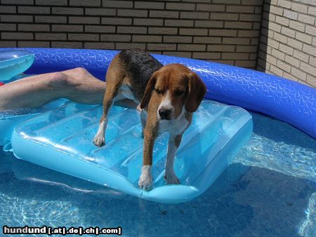 Beagle Captain Beagle auf großer Tour 