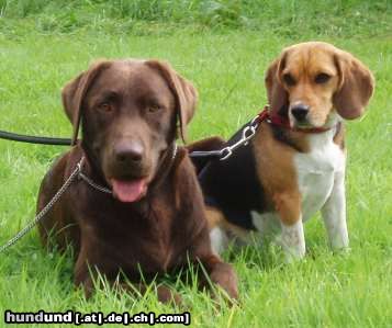 Beagle Cido und Tamira