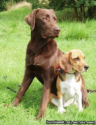 Beagle Cido ist wie ein großer Bruder für Tamira